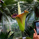 Amazon está cultivando la "flor cadáver", la planta que peor huele en el mundo, para exhibirla en 10 años